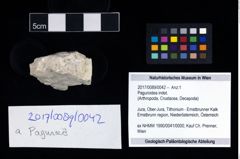 Foto (Objekt + Etikett) von Paguroidea indet.  (NHMW-GEO-2017-0089-0042)